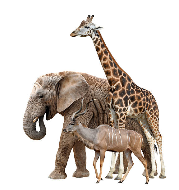 istock giraffes with elephant and kudu 470375592
