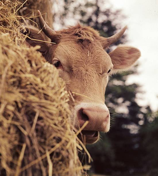 Cabeça de Vaca com palha - fotografia de stock