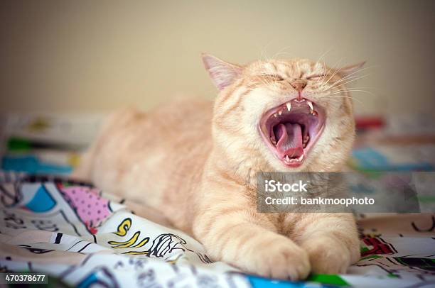 Cat Funny Stock Photo - Download Image Now - Alertness, Animal, Animal Body Part