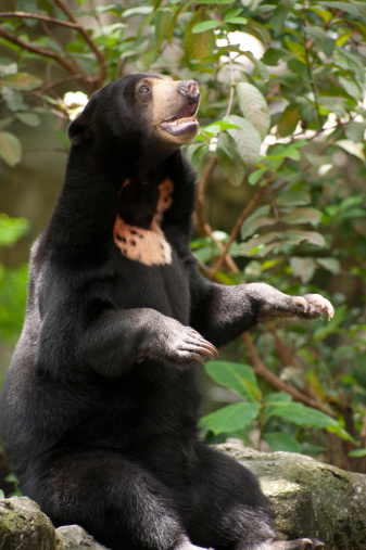 Asian black bear in action.