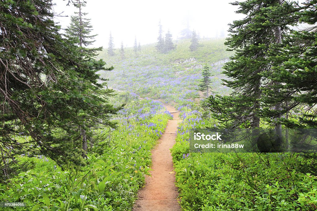 Foggy morning. Naches Peak Loop Trail Fog in the NorWest forest hike trail with purple wild flowers at aches Peak Loop Trail. Blue Stock Photo