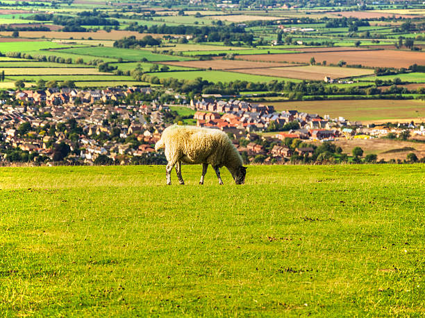 colina de cleeve - hill cotswold grass moor fotografías e imágenes de stock