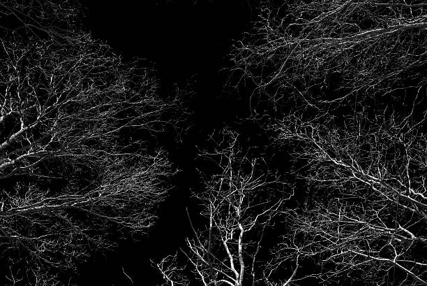 istock Forest canopy as seen from below in winter 470406251
