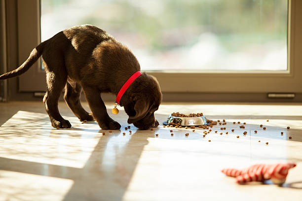 niedlichen welpen essen aus einer platte - dog eating puppy food stock-fotos und bilder