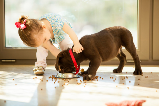 Beautiful little girl watching her puppy eat in the living room