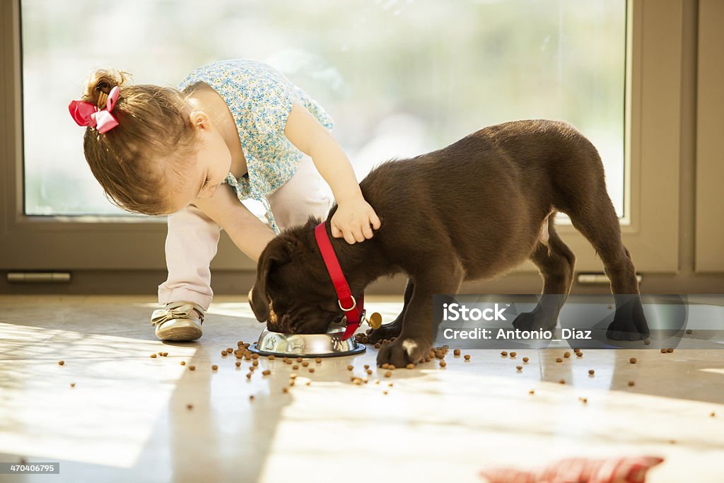 Cute little girl feeding her puppy Beautiful little girl watching her puppy eat in the living room Pets Stock Photo