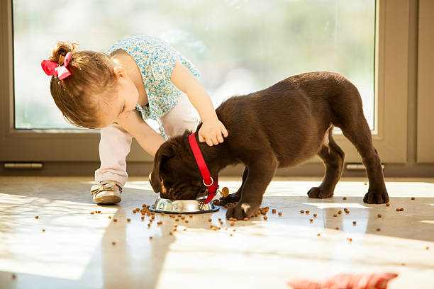 urocza dziewczynka karmienie jej szczeniaka - pets baby young animal child zdjęcia i obrazy z banku zdjęć
