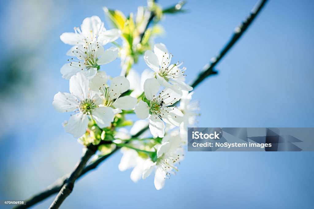 Spring blossom Cherry blossom. Outdoor shot. Canon 5D MK III 2015 Stock Photo