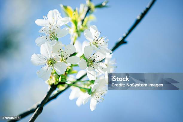 Spring Blossom Stock Photo - Download Image Now - 2015, April, Backgrounds