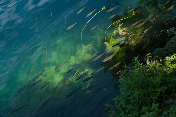 istock Group of fishes in a clear water. 470407018