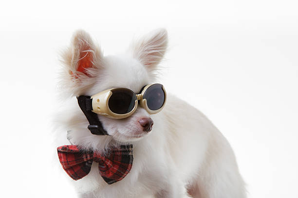 istock Chihuahua bow and dark glasses 470409346
