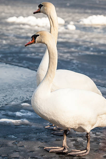 istock Mute Swan walking in the natural winter environment. 470412785