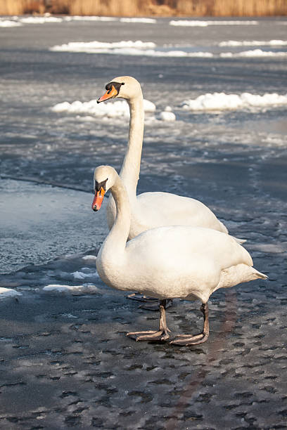 istock Mute Swan walking in the natural winter environment. 470412813