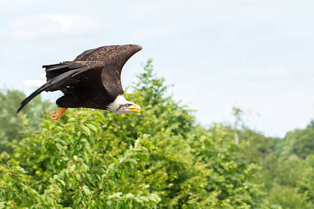 amerykański bielik amerykański lecące w dzikiej przyrodzie - eagle animal bald eagle surveillance zdjęcia i obrazy z banku zdjęć