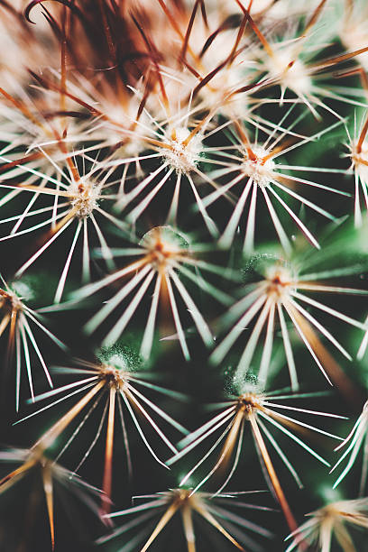 istock Close up of cactus 470416137