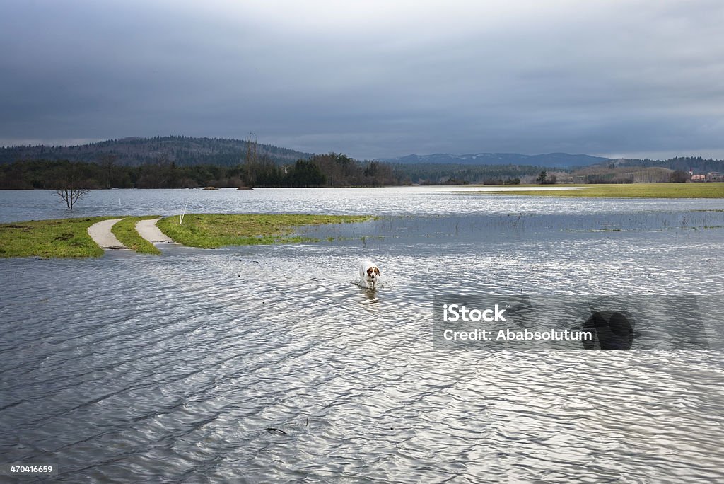 Jack Russell Crossing ilumina campos de Eslovenia - Foto de stock de Agua libre de derechos