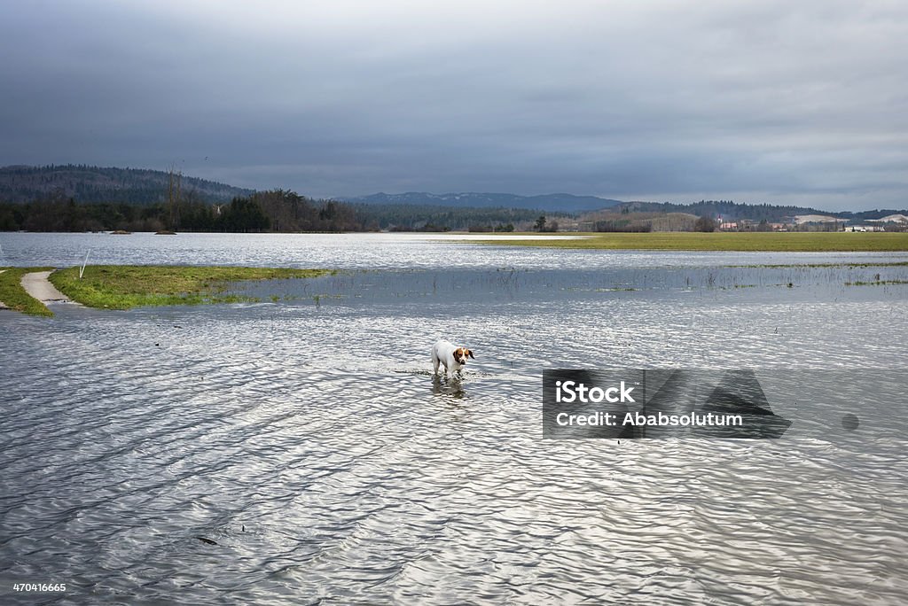 Jack Russell Crossing inundada campos na Eslovénia - Royalty-free Acidente Natural Foto de stock