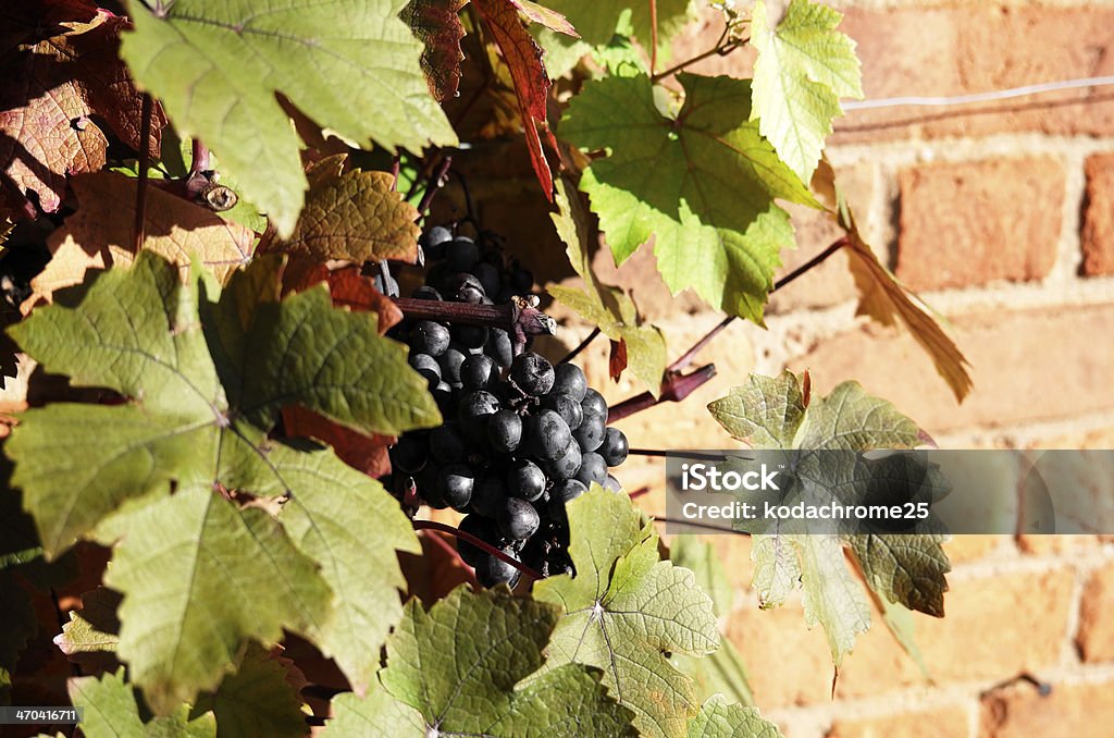 Plante grimpante et vigne - Photo de Beauté de la nature libre de droits