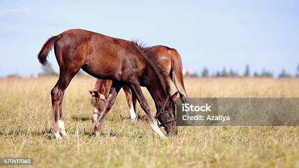 Foals On A Meadow Stock Photo - Download Image Now - 2015, Animal, Animal Body Part