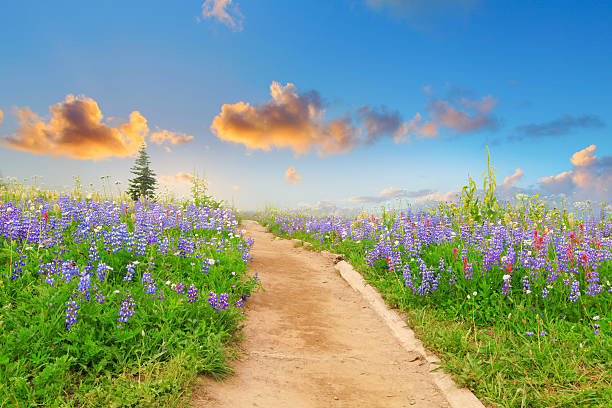 istock The road to Paradise 470419393