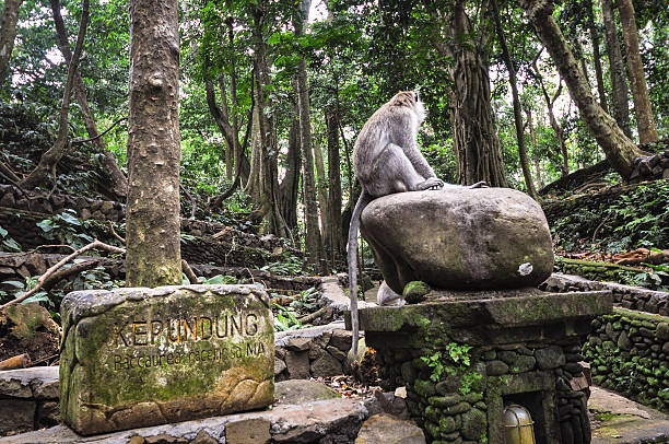 istock Long-tailed macaques (Macaca fascicularis) in Forest, Bali Ubud 470420707
