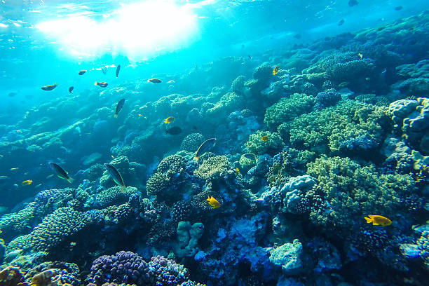 istock red sea underwater coral reef 470422638
