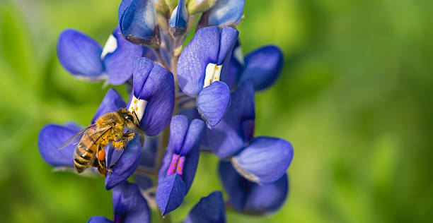 istock Bee pollinating Texas bluebonnet flower 470422674