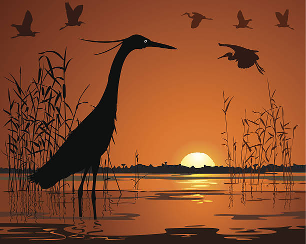 Birds in sunset swamp illustration Birds in sunset swamp illustration blue heron stock illustrations