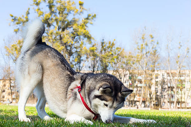 husky siberiano de capturas a abelha frente. - siberian husky imagens e fotografias de stock