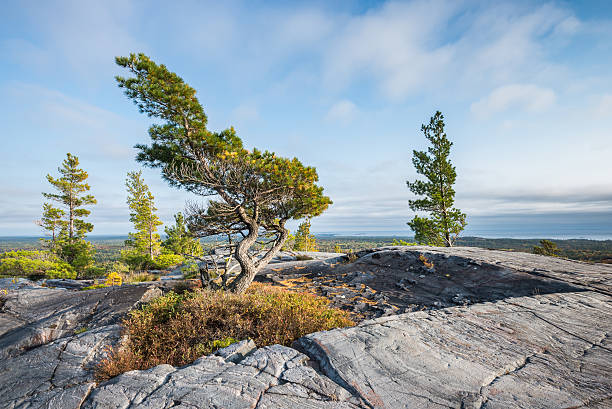 istock Bending tree is struggling for life on a mountain top 470425698