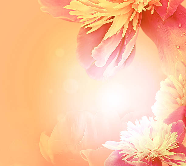 istock Beautiful flowers flowing through the wind on a sunny day 470426046