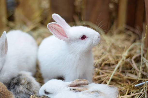 istock white standing baby rabbits in hay background 470426068