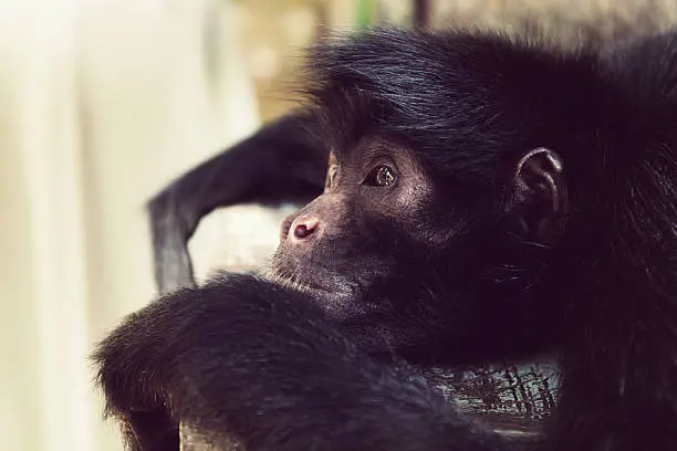 Black headed spider monkey, or Ateles fusciceps, lying on the bench. Pensive look. Close-up snapshot. Wild monkeys of tropical forests of Bolivia