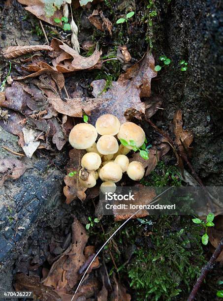 Mushrooms Stock Photo - Download Image Now - Beige, Dark, Green Color