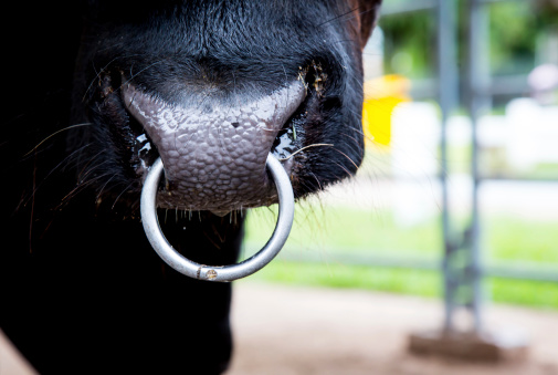 Closeup of a cow nose with ring.