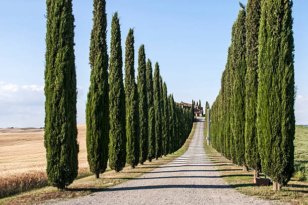 istock Cypress trees in Tuscany countryside 470428296