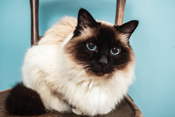 A large white and gray longhair cat sitting at a kitchen table looking as though she is waiting to be served.