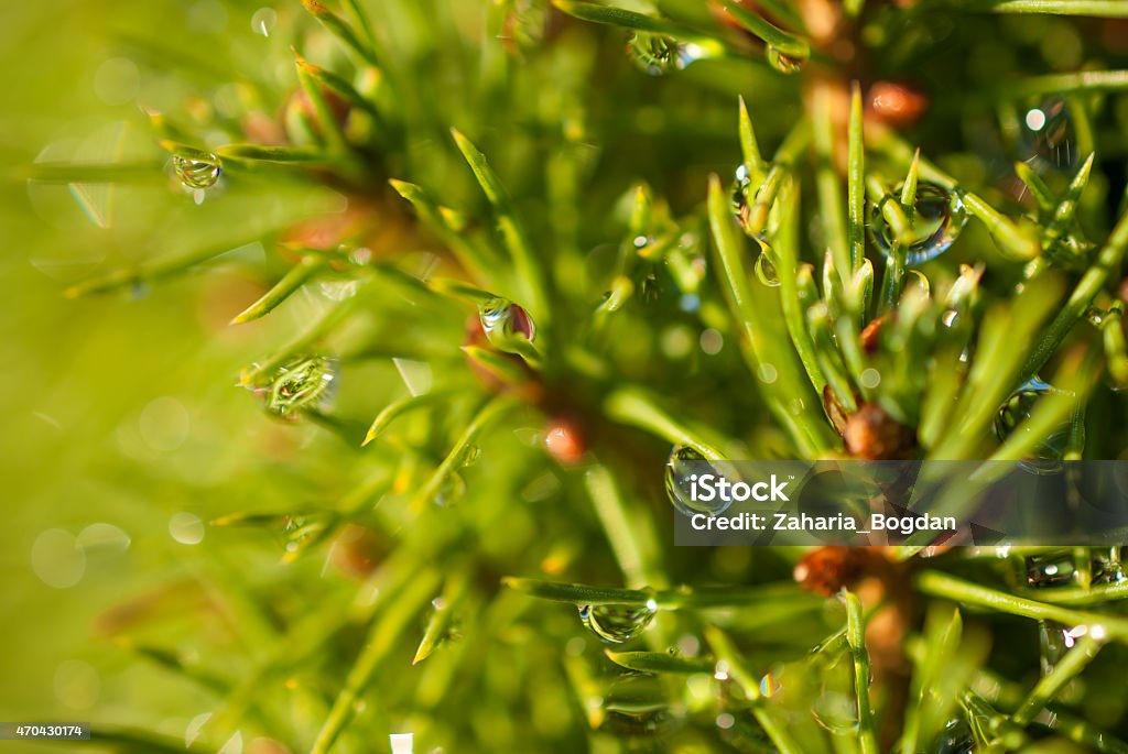 Primer plano de gotas de rocío sobre verde de ramas - Foto de stock de 2015 libre de derechos