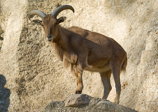 istock Barbary sheep.Ammotragus lervia 470430396