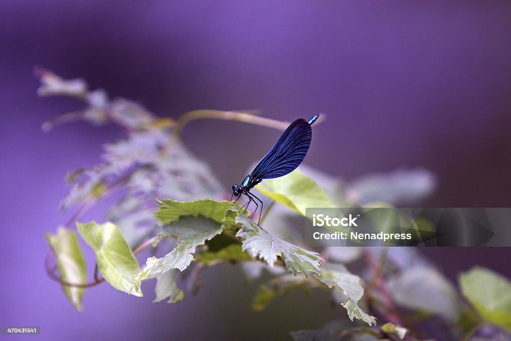 Dragonfly (Calopteryx Virgo) Dragonfly (Calopteryx Virgo) resting on the leaf Animal Stock Photo