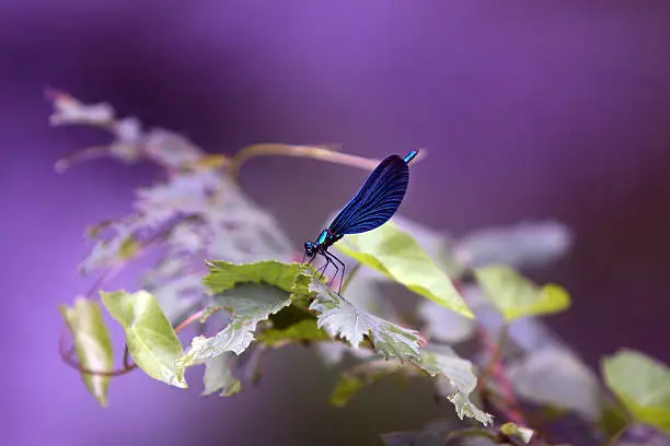 Dragonfly (Calopteryx Virgo) resting on the leaf