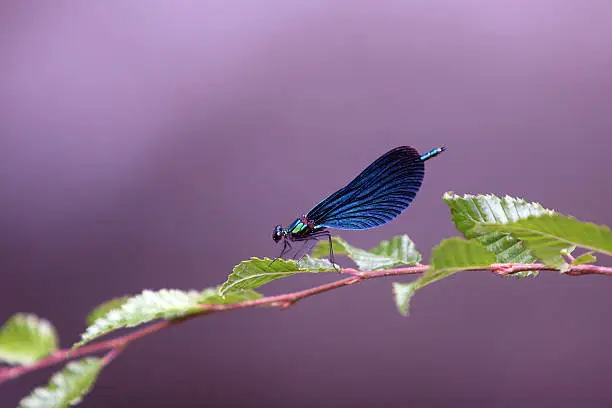 Dragonfly (Calopteryx Virgo) resting on the leaf
