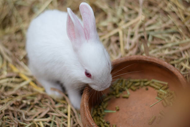 istock white eating baby rabbits in hay background 470432754