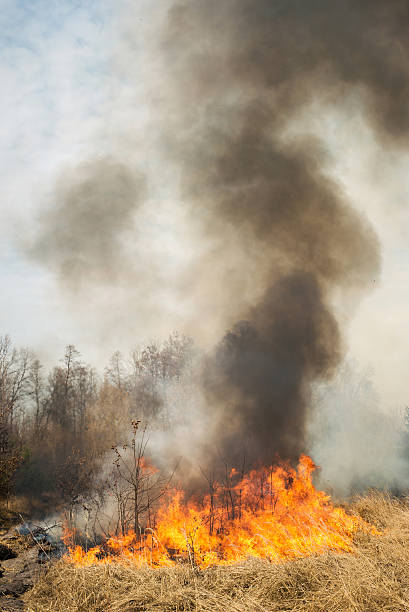 istock Big fire on agricultural land near forest 470432944