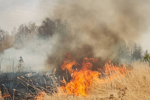 istock Big fire on agricultural land near forest 470432946