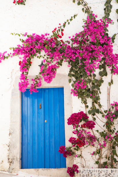 210+ Bougainvillea Doorway Stock Photos, Pictures & Royalty-Free Images ...