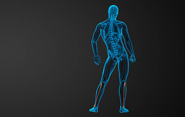 istock 3d rendered illustration of the fibula bone 470433086