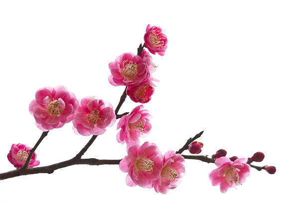 Blooming plum in spring. Blooming plum isolated on a white background. plum tree stock pictures, royalty-free photos & images