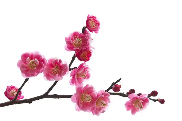 Blooming plum isolated on a white background.