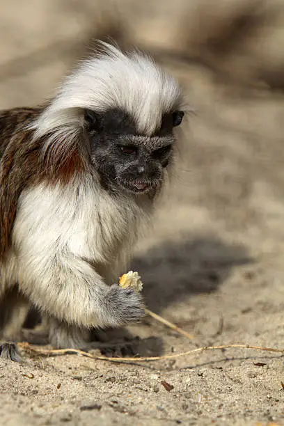 Cottontop tamarin